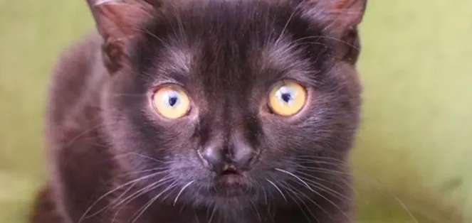 Gatto che pigola: ha il naso a farfalla